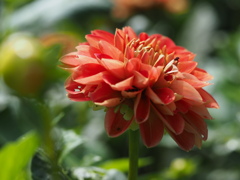 ファジーネーブル