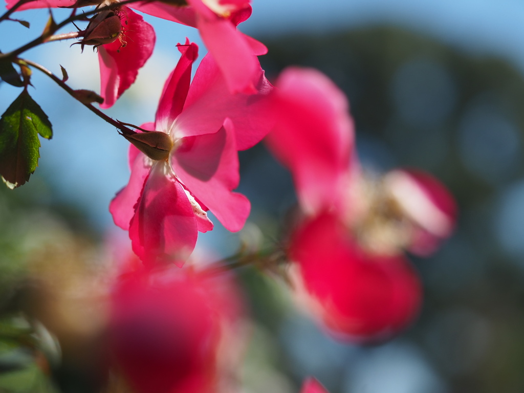 青空に赤の軌跡