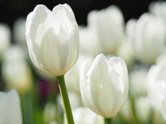 アイスチューリップ