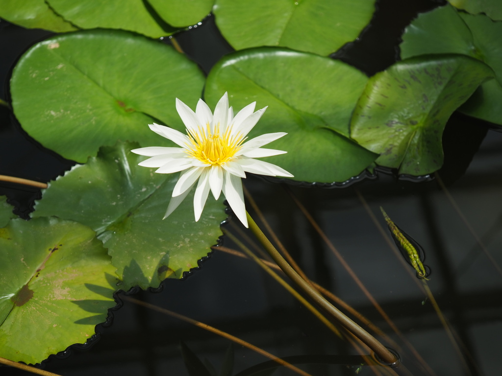 ホワイトバール