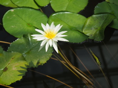 ホワイトバール