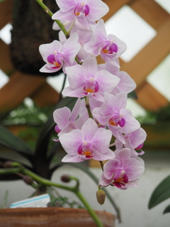 クィーンビー　ラン