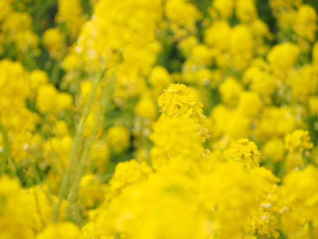 菜の花