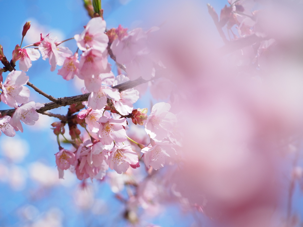 修善寺寒桜