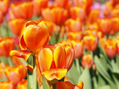 アイスチューリップ