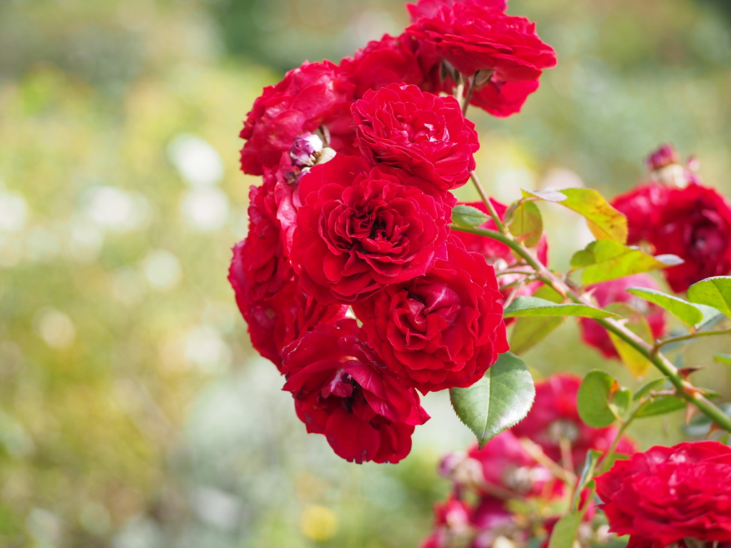 小薔薇