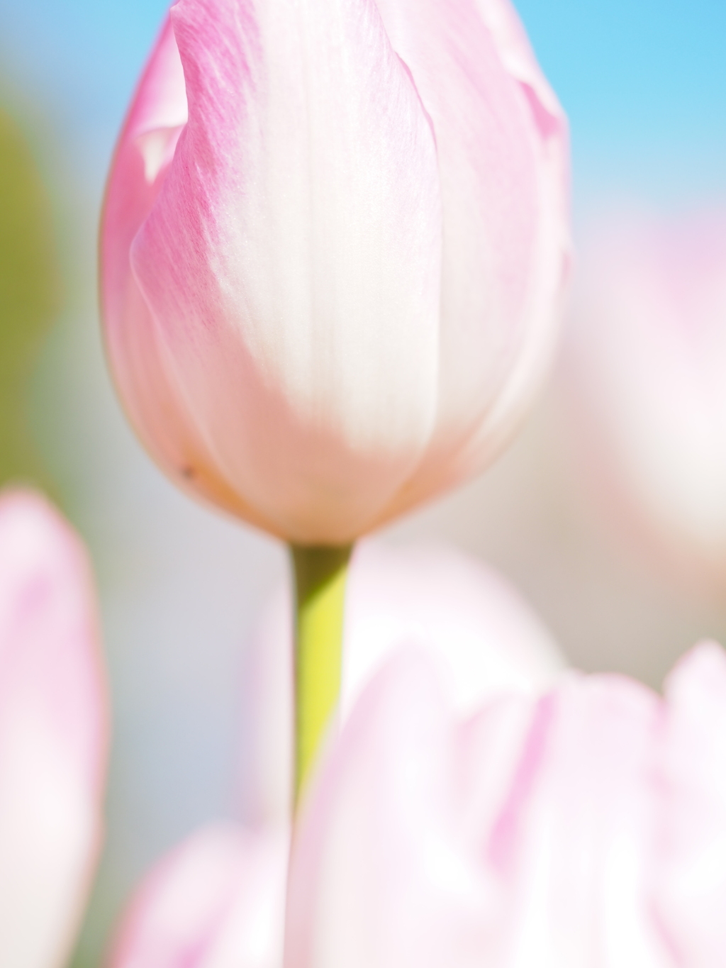 アイスチューリップ