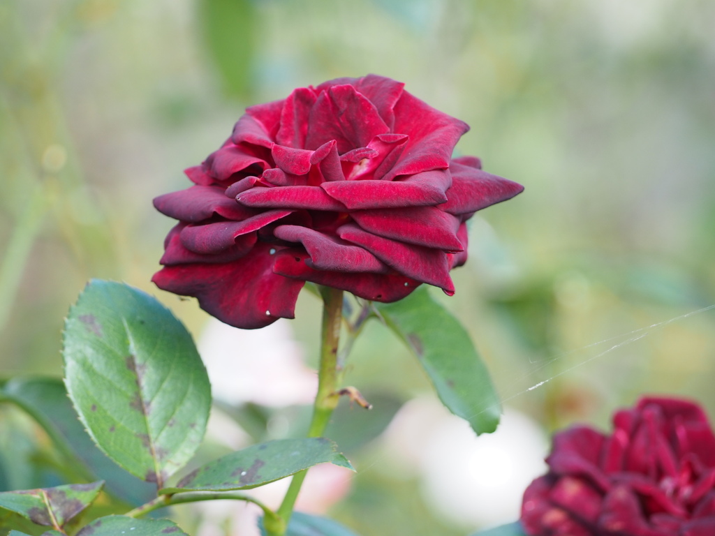 ブラックバカラ