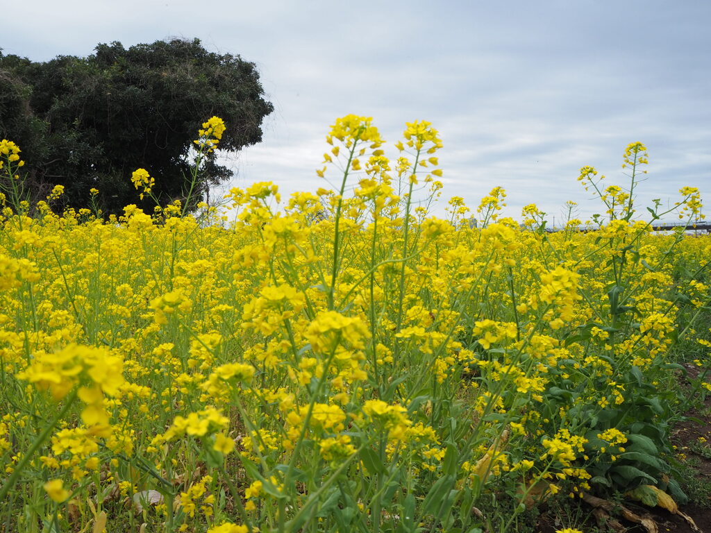 菜の花畑