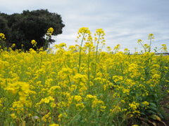 菜の花畑