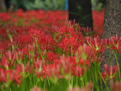 曼珠沙華