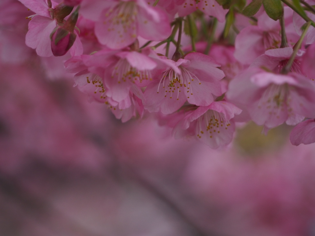河津桜