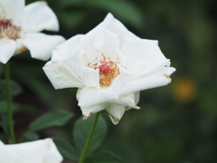 オスカルフランソワ