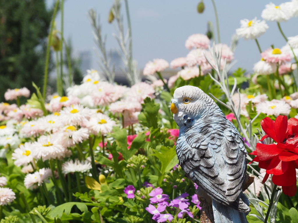 草原の青インコ