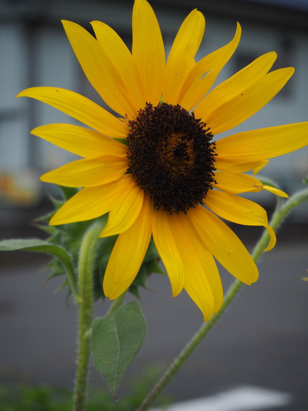 もう夏を感じますね