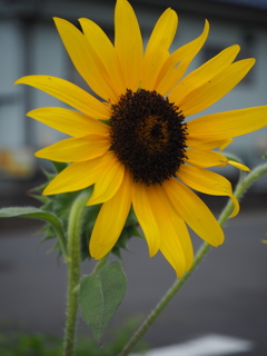 もう夏を感じますね