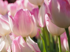 7アイスチューリップ