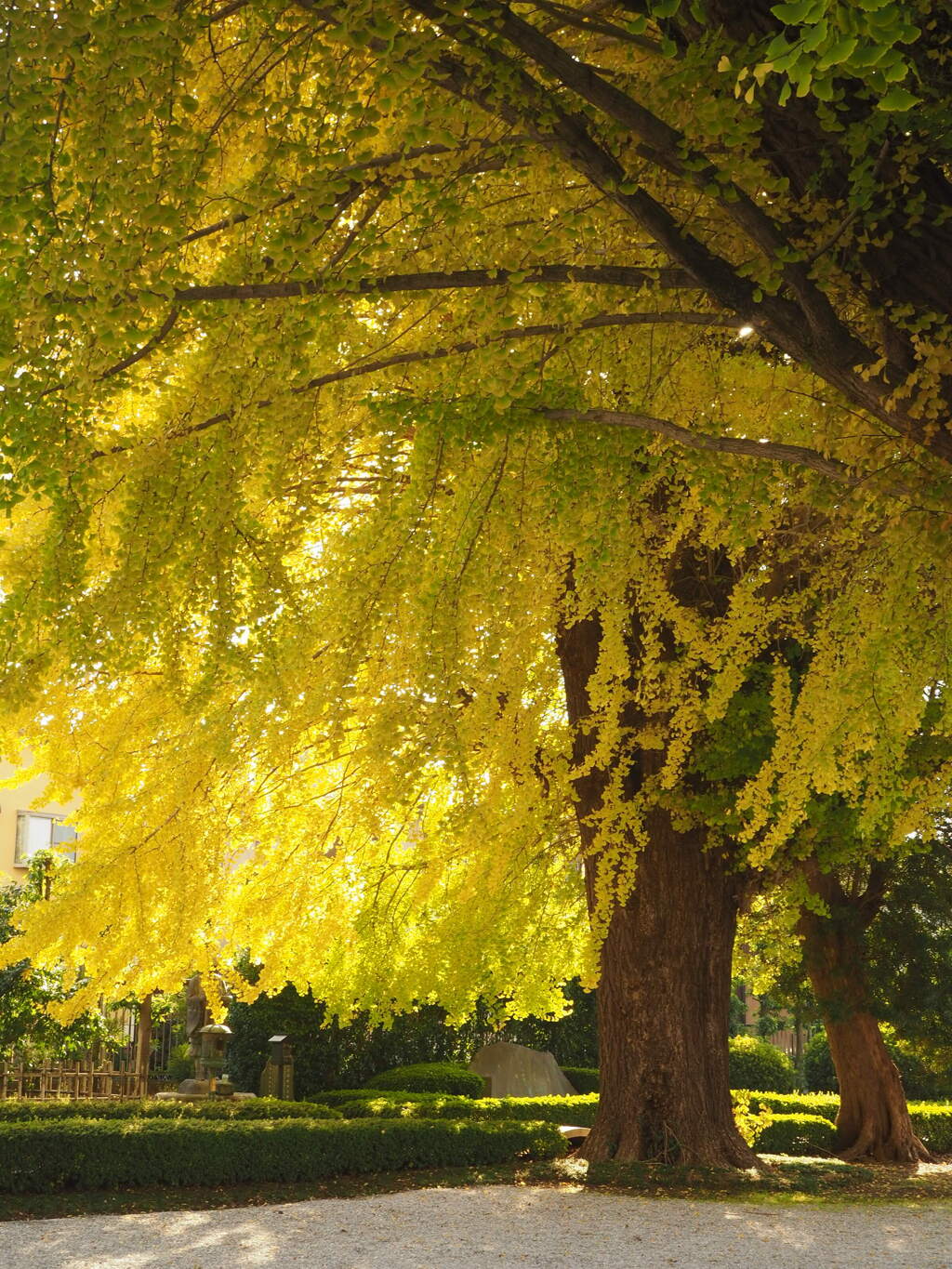 大イチョウ