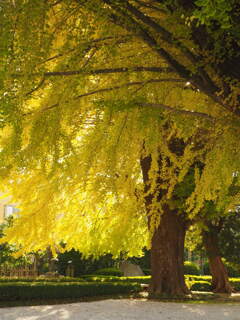 大イチョウ