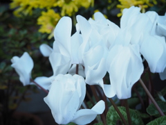 白の花園