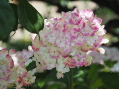 アジサイ