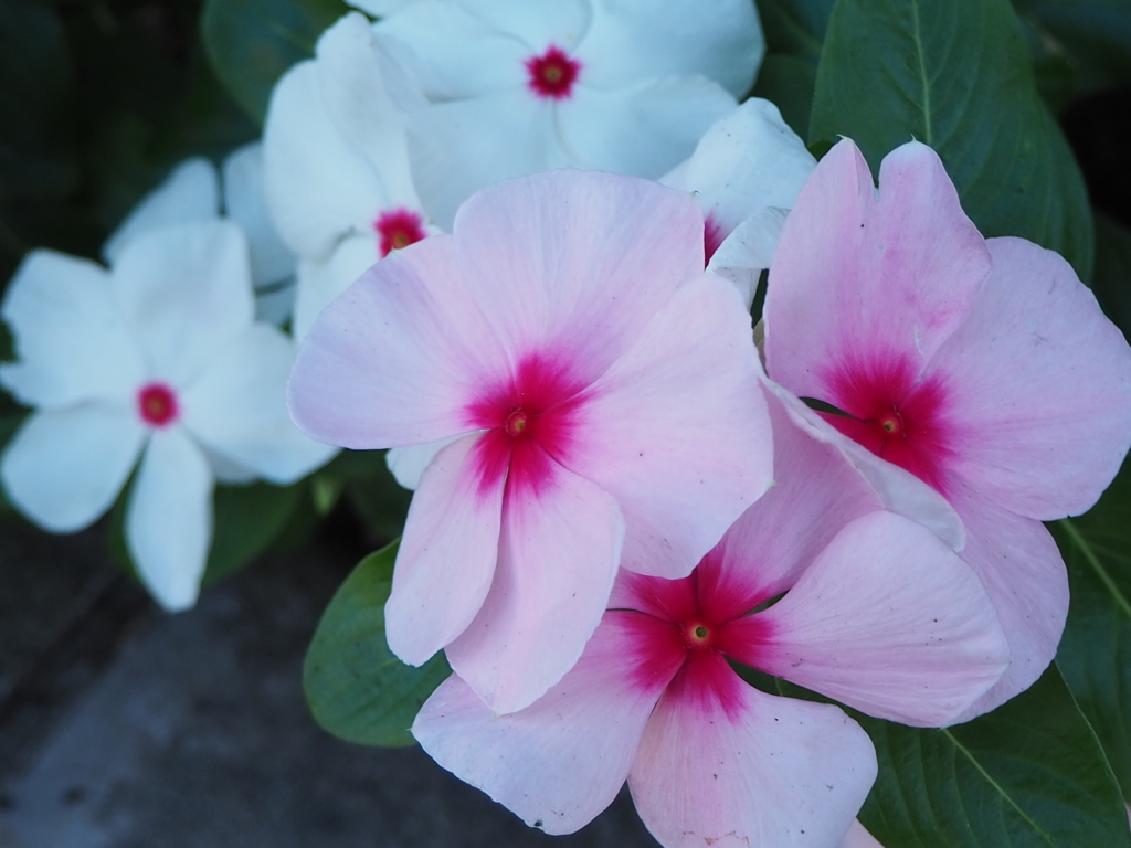 日々草ビンクの影に白があり