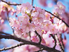 河津桜