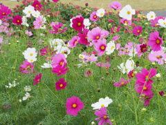 コスモス