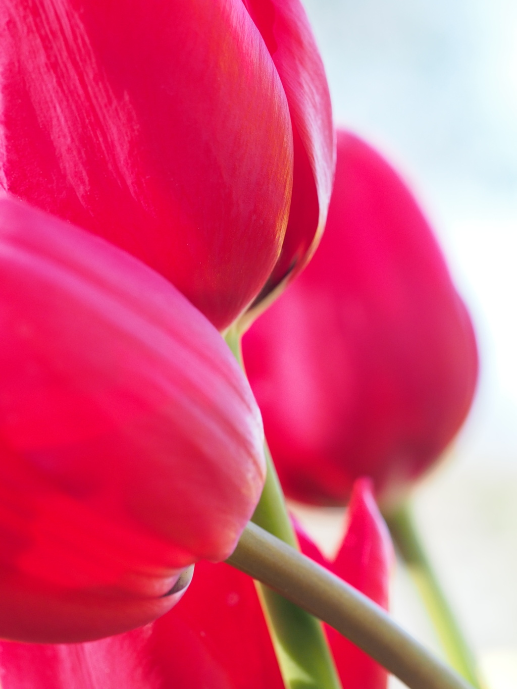 アイスチューリップ