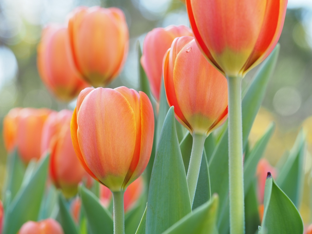 アイスチューリップたち