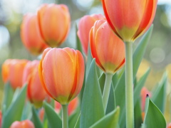 アイスチューリップたち