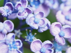 紫陽花
