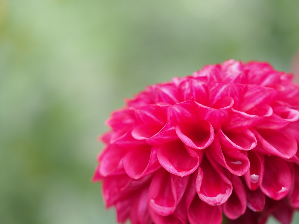 サマーパラダイス