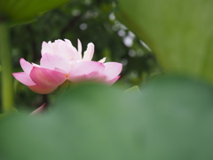覗いてみたら蓮の花