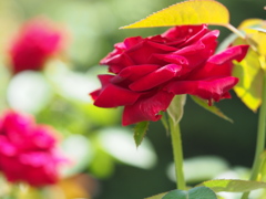 葉っぱの傘で暑さ対策