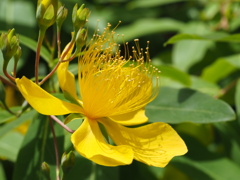 センサイなはけ