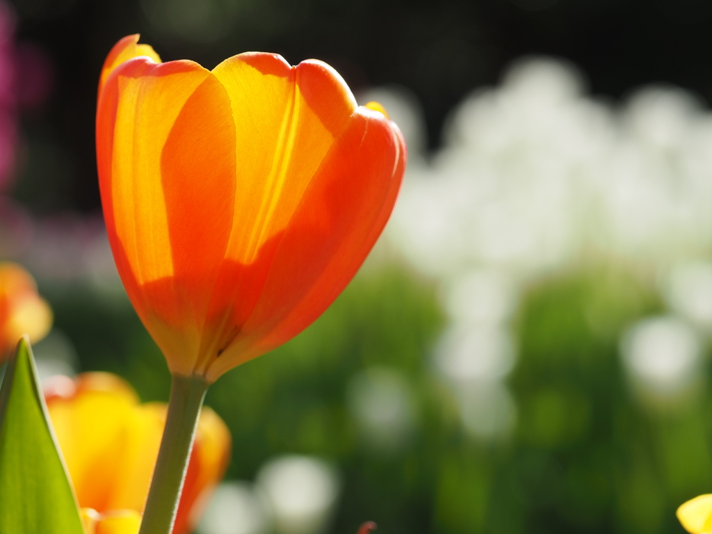 冬を鮮やかに彩る