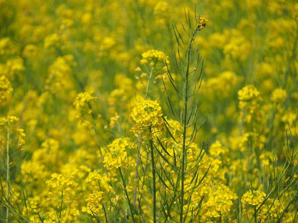 菜の花