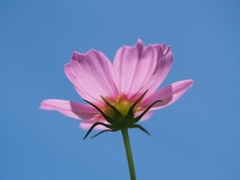 コスモスと秋の空