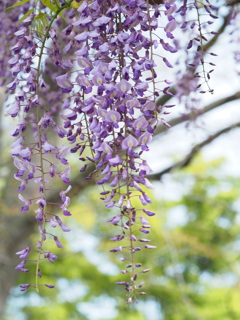 藤の花