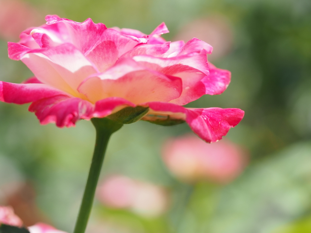 ダブルデｪライト