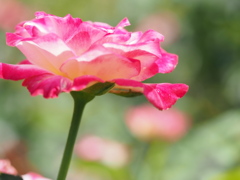 ダブルデｪライト