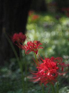 曼珠沙華