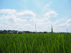田んぼと夏空