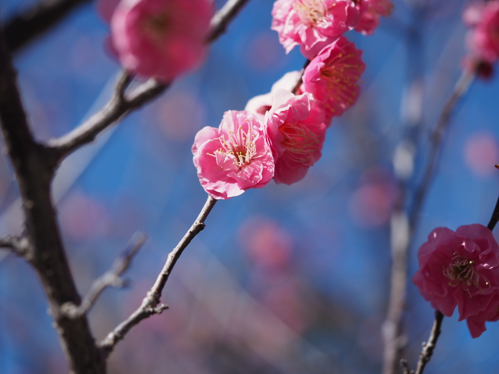 紅梅