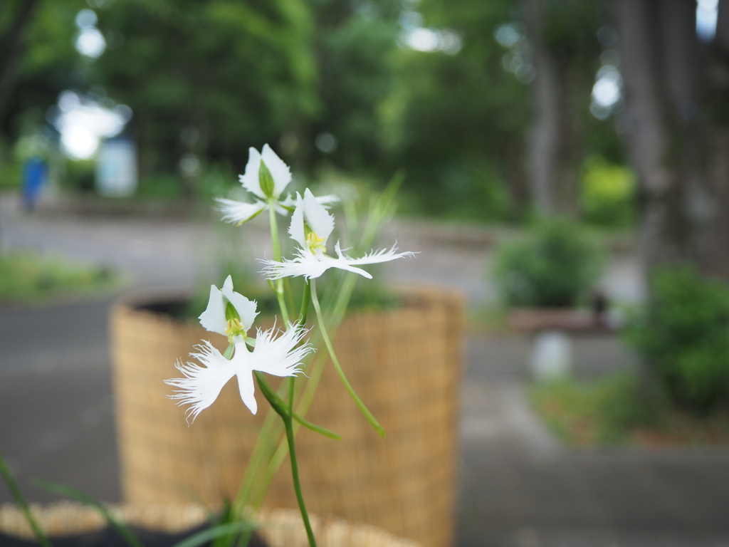 小さなサギが飛んでいる