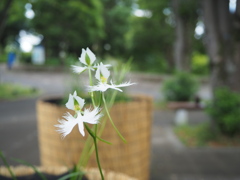 小さなサギが飛んでいる