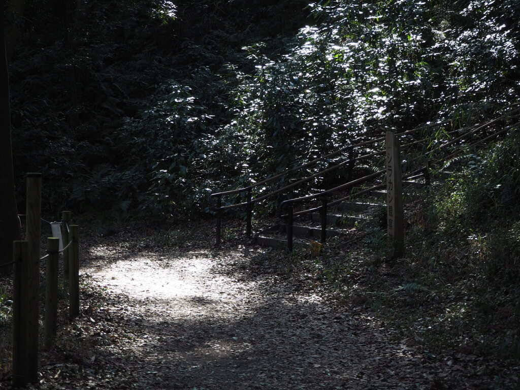 初春のスポットライト