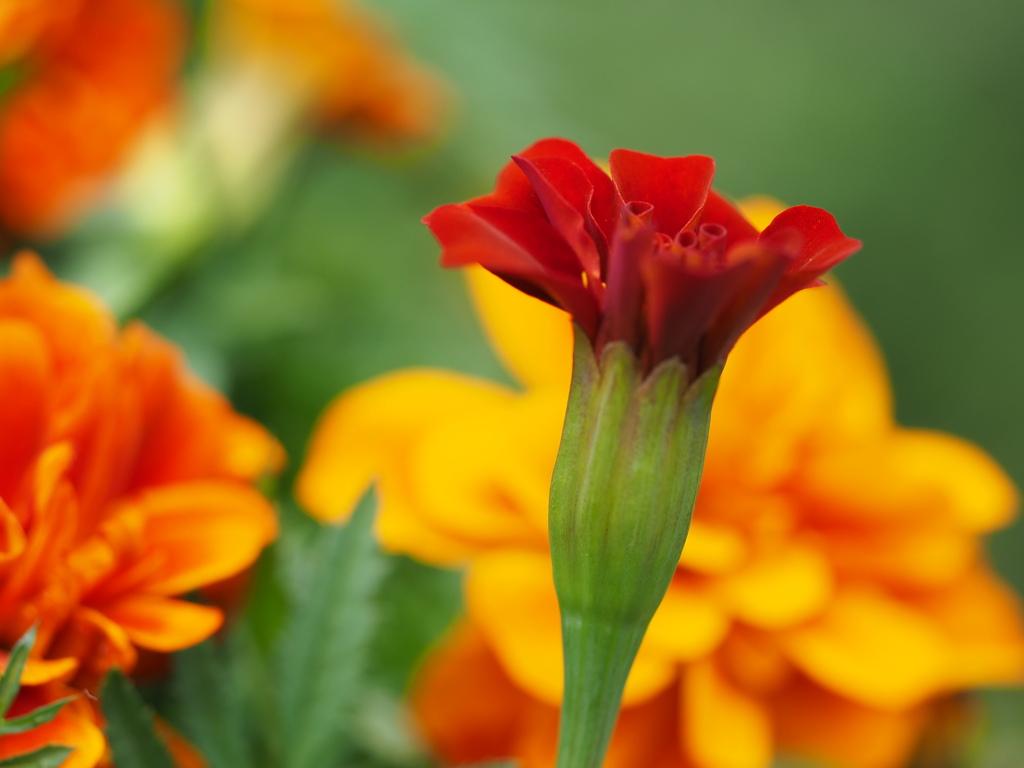 花壇の中の鮮やかさ