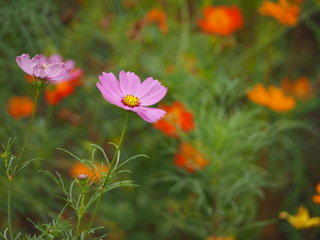 コスモス